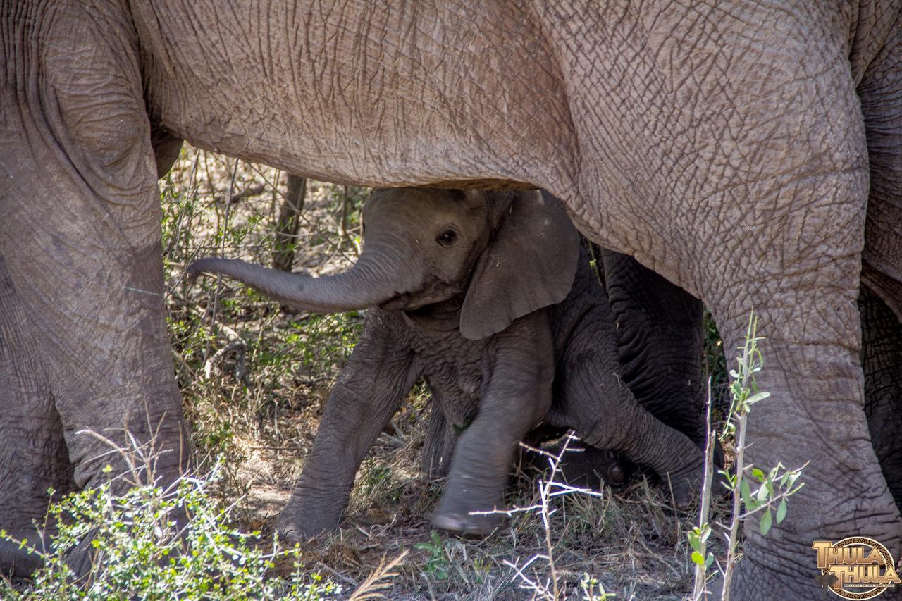 Thula Thula Exclusive Private Game Reserve & Lodge Ntambanana Exteriér fotografie